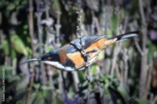 An eastern Spinebill, a small honeyeater, of the southern Australian forests, woodlands and urban gardens, photographed in Wonthaggi on the Bass Coast in South Gippsland in Victoria, Australia