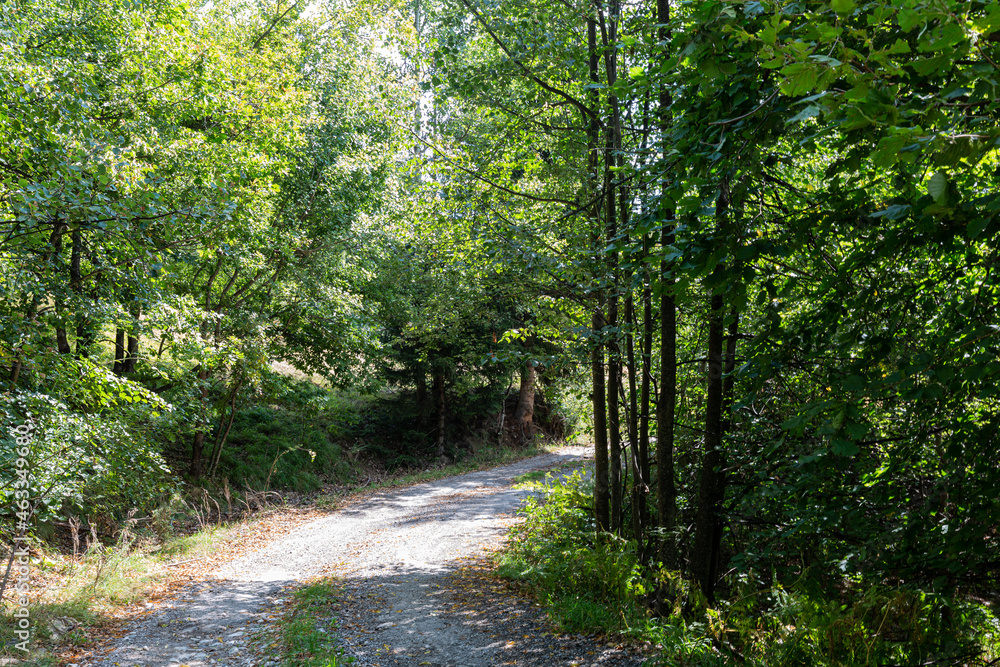 Fototapeta premium Footpath in a forest in the autumn
