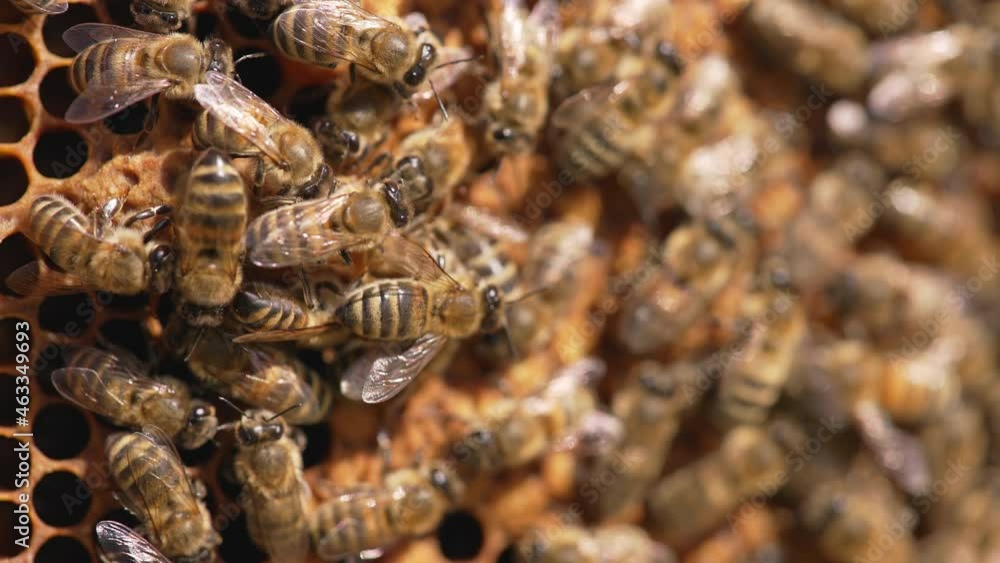 Striped bees working on frame. Beautiful honey insects fluttering wings while packing fresh honey. Macro shot. Striped bees working on frame. Beautiful honey insects fluttering wings while packing fresh honey. Macro shot.
