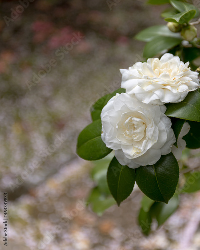 Camellia at early spring in Japan