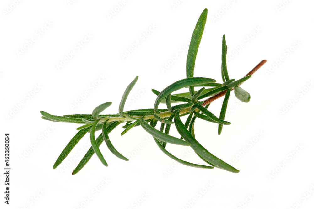 Fototapeta premium Rosemary isolated on a white background