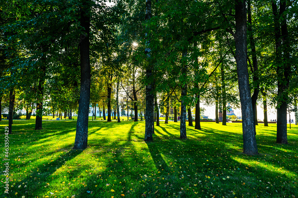 a fresh landscape of forest and grass with contour lighting, a cozy park with beautiful deciduous trees in summer, the sun between the trees.