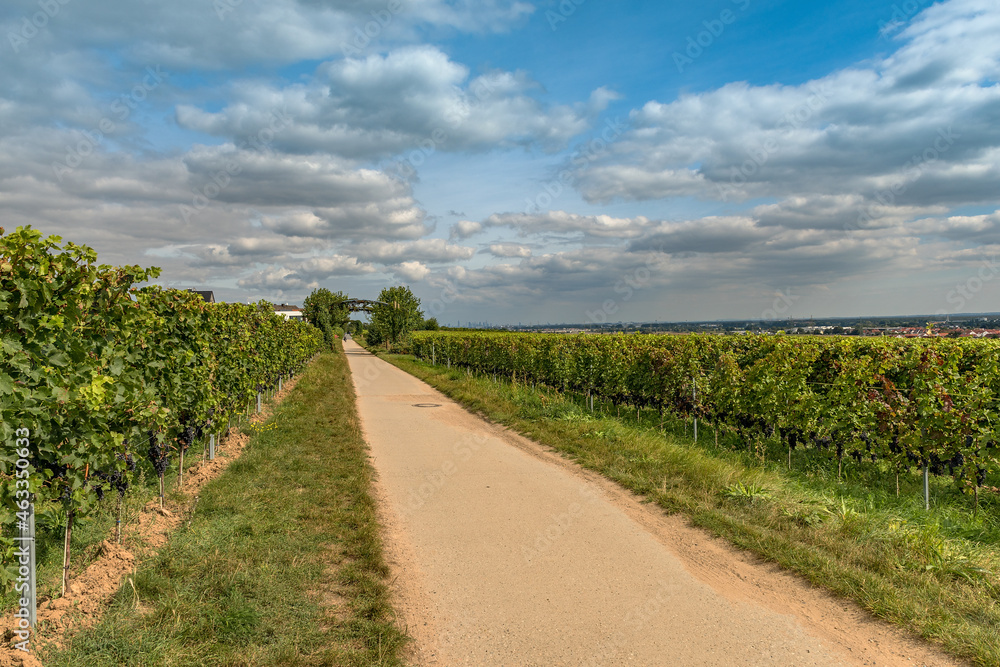 Obraz premium View from the Floersheimer viewpoint on Frankfurt and the Rhein Main plain, Germany