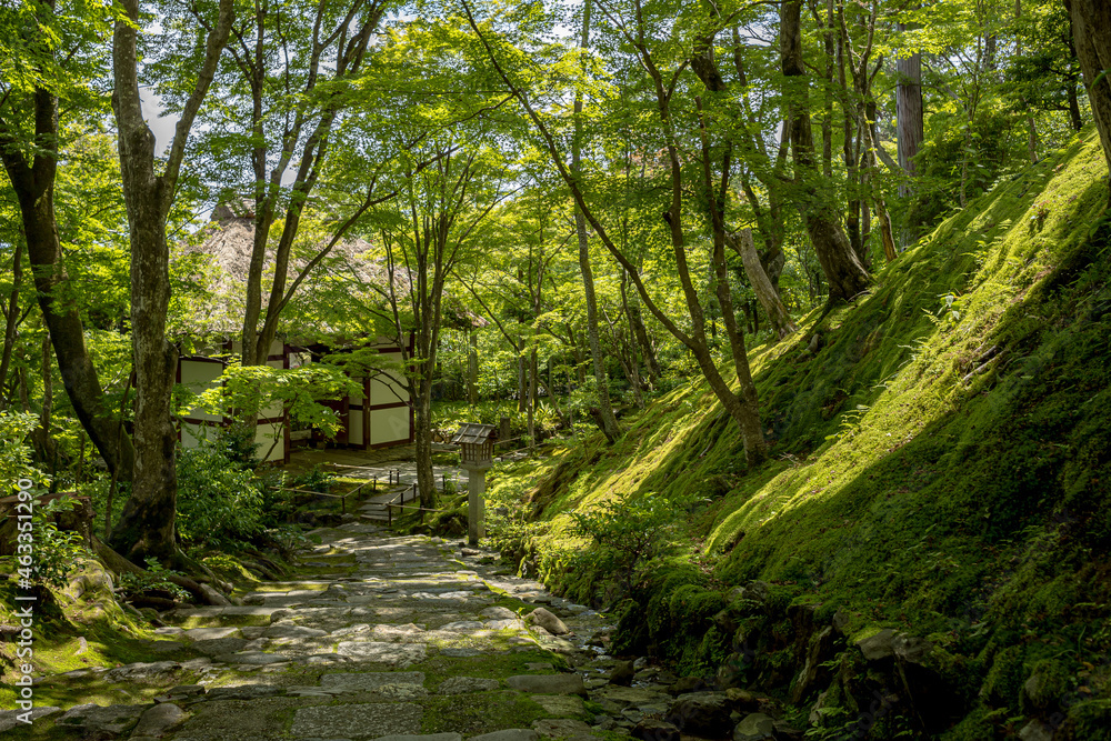 Obraz premium Fresh Green at early summer in Kyoto,Japan