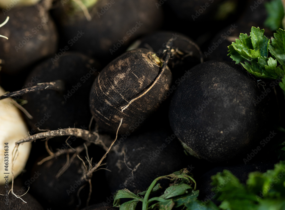 Beautiful picture of fresh black radish Beautiful picture of fresh black radish