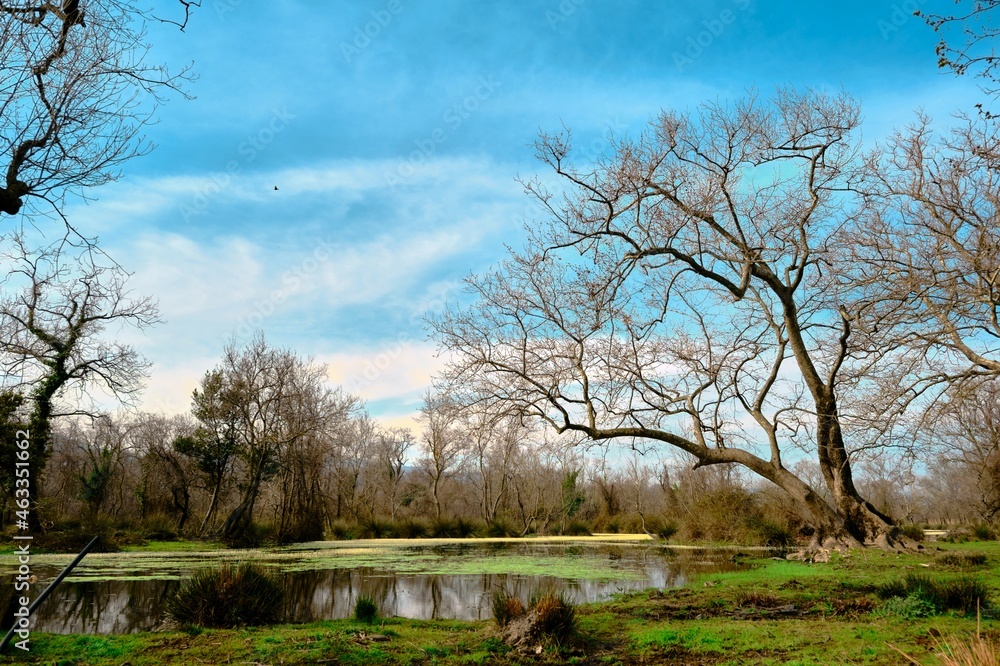 Dried trees and blue sky background. tree branches and damages in a forest during winter but brush sky with pond and water reflection.