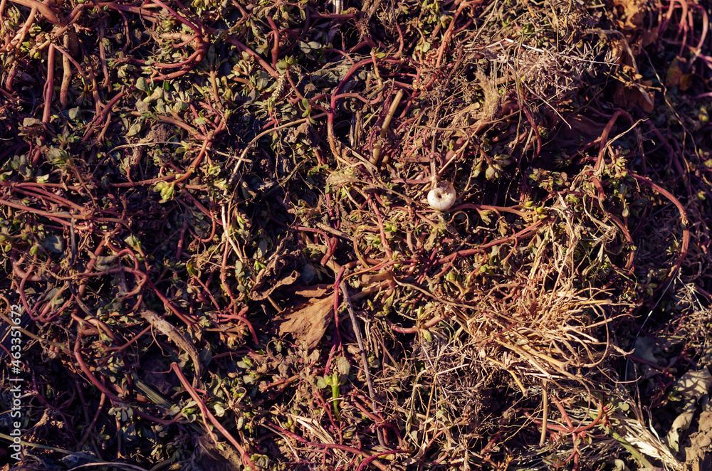 Portulaca oleracea. Oxalis. Weed grass full frame. Pink-brown st