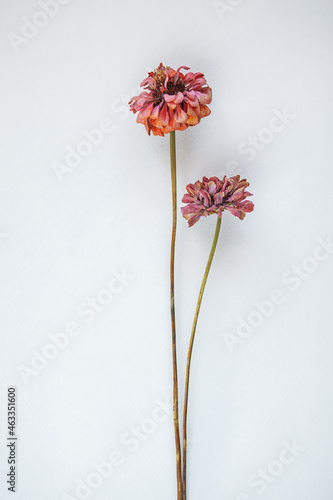 Dry Flowers styled stock