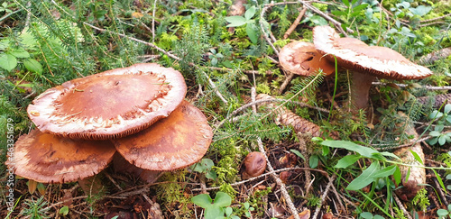Panorama of brown mushrooms grow in green grass in a pine forest.