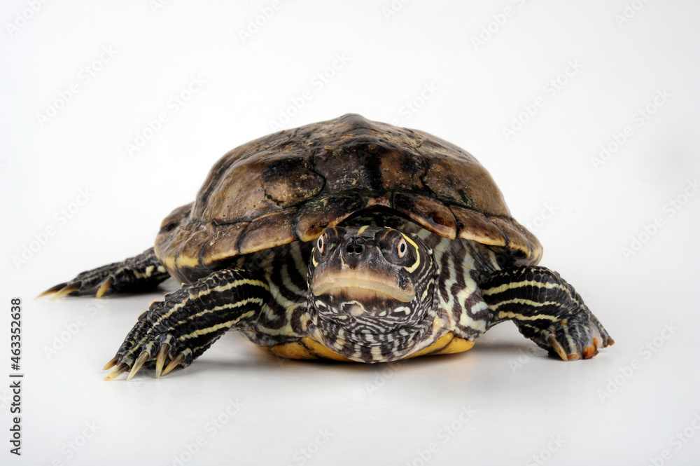 Obraz premium False map turtle, Mississippi Map Turtle // Mississippi Höckerschildkröte (Graptemys kohnii)