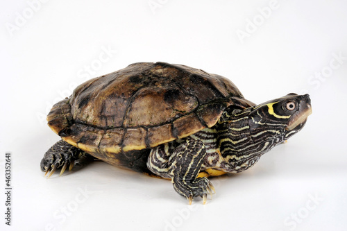 False map turtle, Mississippi Map Turtle // Mississippi Höckerschildkröte (Graptemys kohnii)