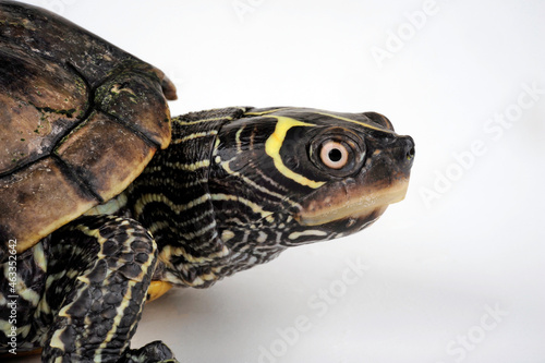 False map turtle, Mississippi Map Turtle // Mississippi Höckerschildkröte (Graptemys kohnii)