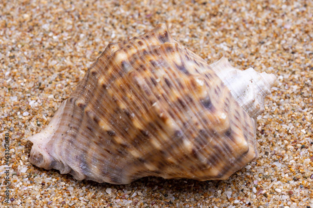 sea shell on the sand sea shell on the sand