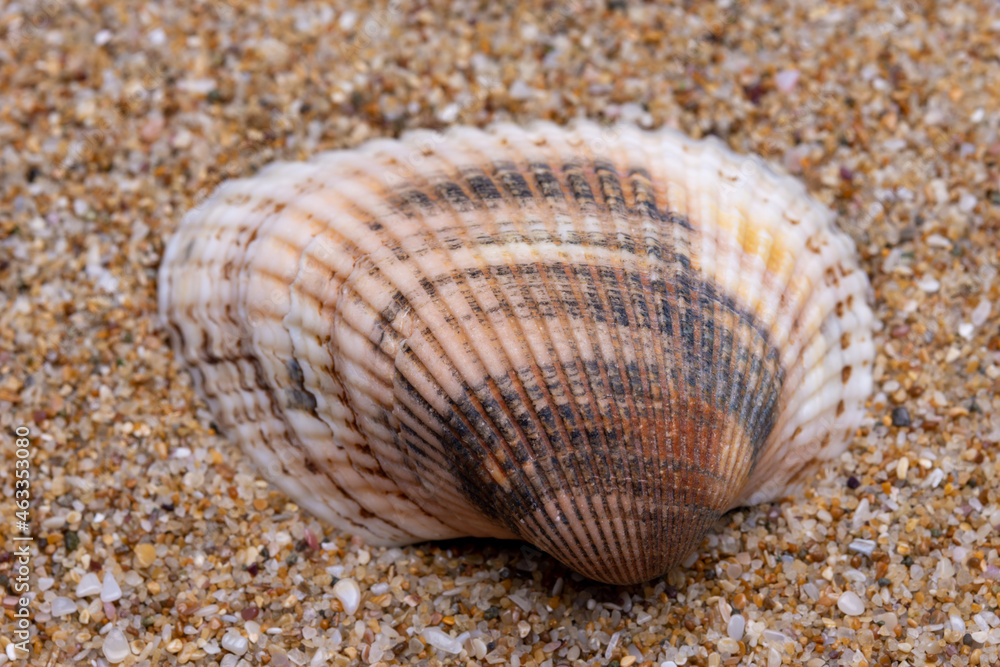 seashell on the beach seashell on the beach