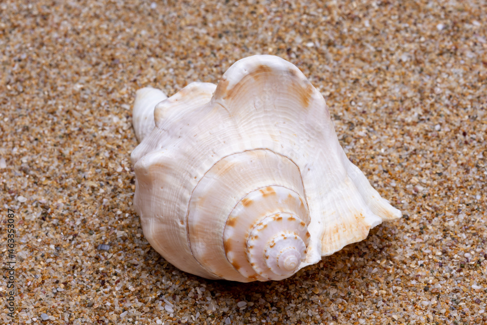 seashell on the beach seashell on the beach