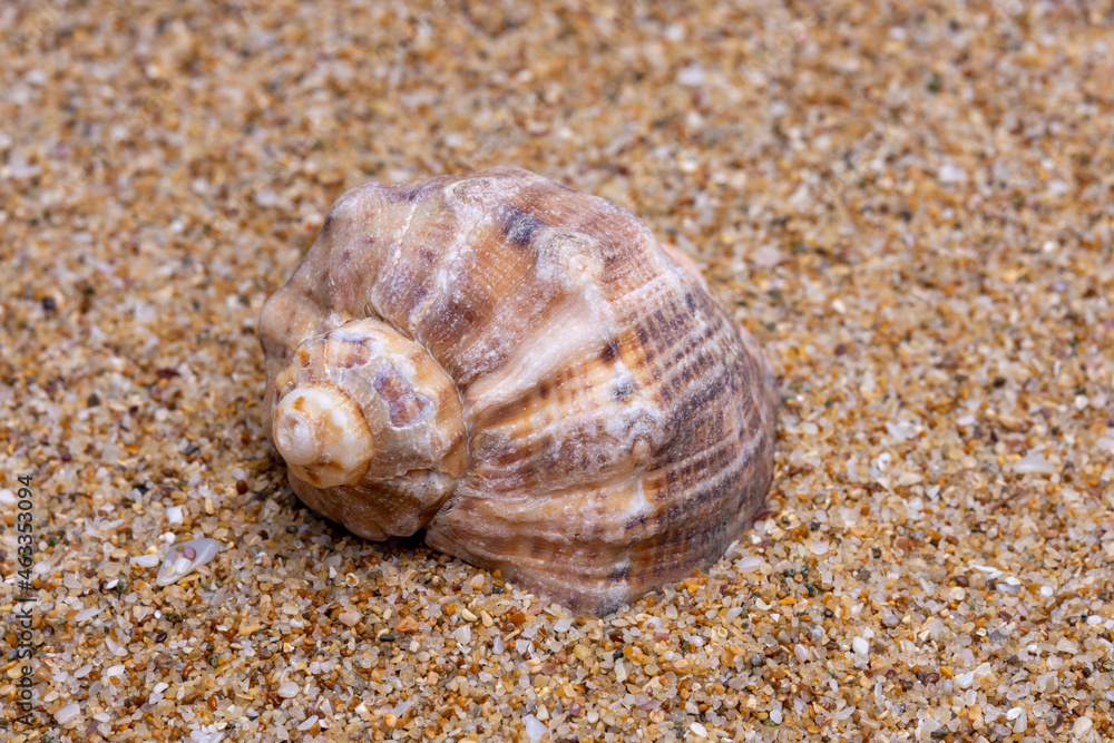 sea shell on the sand