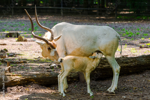 3 weeks old addax antelope calf in an enclosure photo
