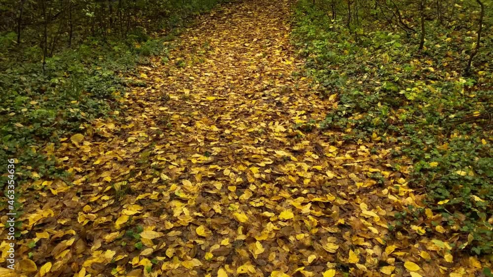 Path of autumn leaves and walking on a path of leaves in Autumn video