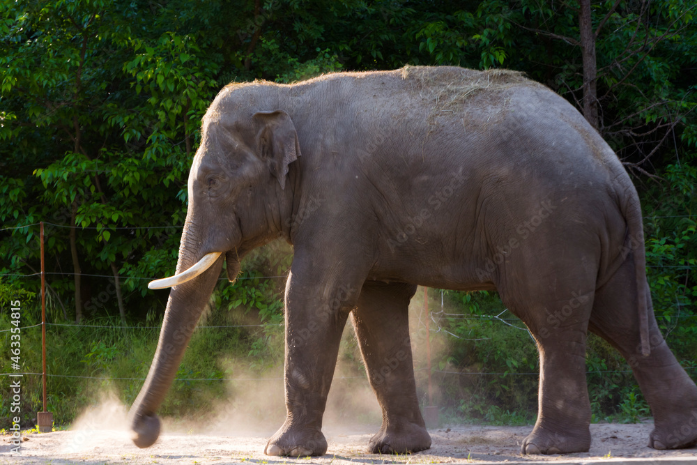 Fototapeta premium An Asian elephant is having dust bath in summer