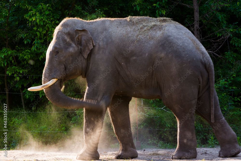 Fototapeta premium An Asian elephant is having dust bath in summer