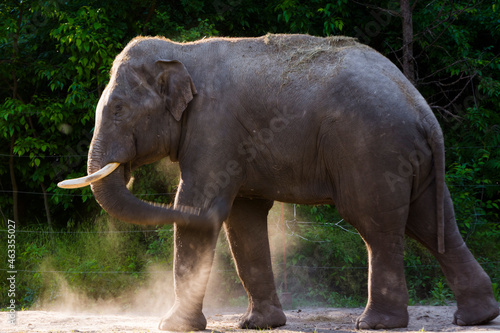 An Asian elephant is having dust bath in summer