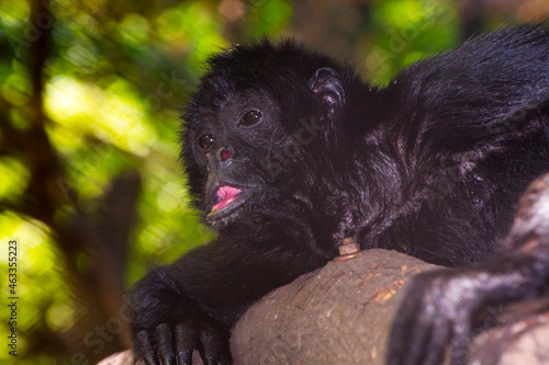 Photography Old brown-headed spider monkey is lying on a tree
