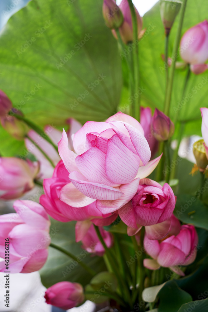 Beautiful lotus decoration flower arrangement, with freshly picked lotus Beautiful lotus decoration flower arrangement, with freshly picked lotus