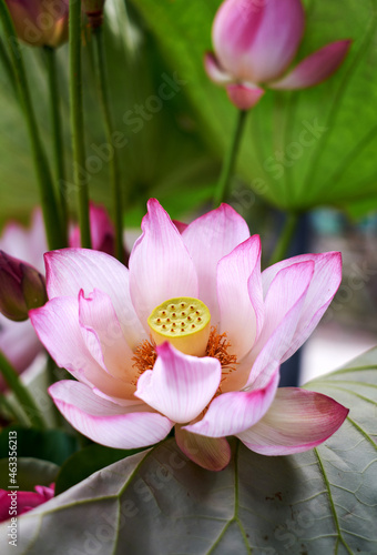 Beautiful lotus decoration flower arrangement, with freshly picked lotus photo