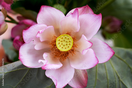 Beautiful lotus decoration flower arrangement, with freshly picked lotus photo