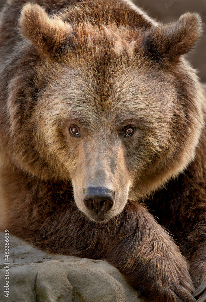 portrait of a brown bear