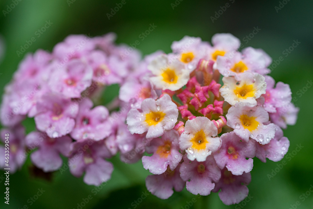 Fototapeta premium Wandelröschen