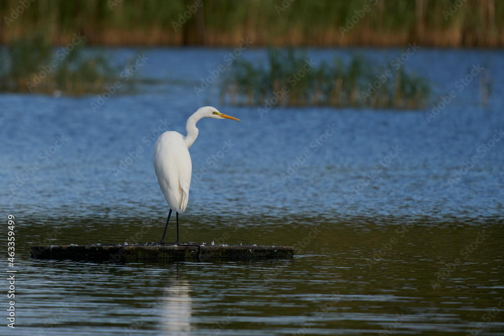 Great White Egret (Ardea alba) standing on a platform on a lake at Ham Wall in Somerset, United Kingdom. Great White Egret (Ardea alba) standing on a platform on a lake at Ham Wall in Somerset, United Kingdom.