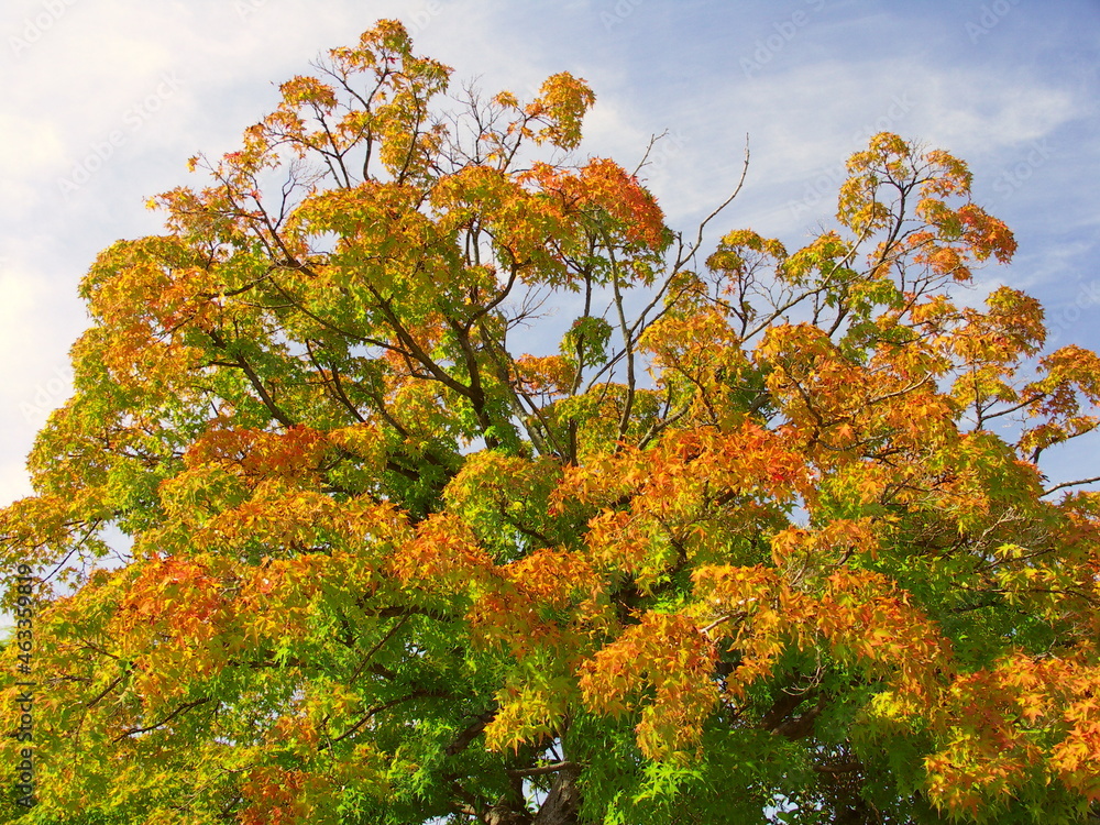 色づき始めた秋のモミジの葉と青空