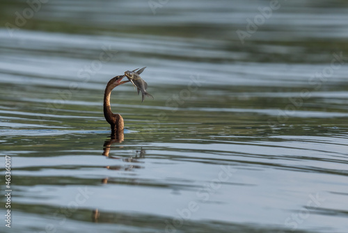 Billede på lærred African Darter - Anhinga rufa, common brown darter from African lakes and rivers, Murchison falls, Uganda