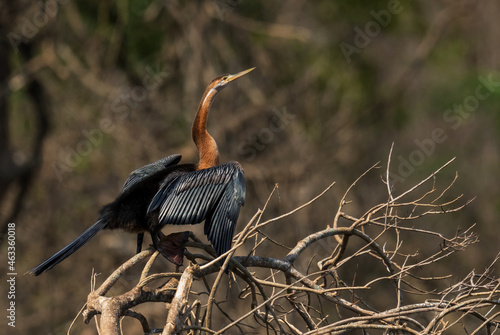 African Darter - Anhinga rufa, common brown darter from African lakes and rivers, Murchison falls, Uganda.