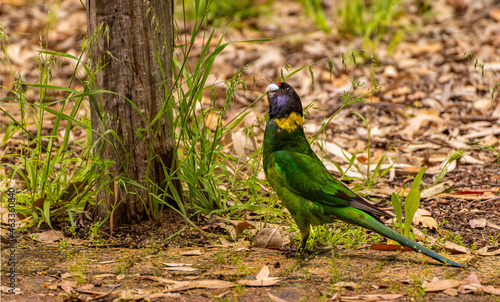 Australian ringneck, broad-tailed parrot bird in green blue on ground in Western Australia (Barnardius zonarius semitorquatus) photo