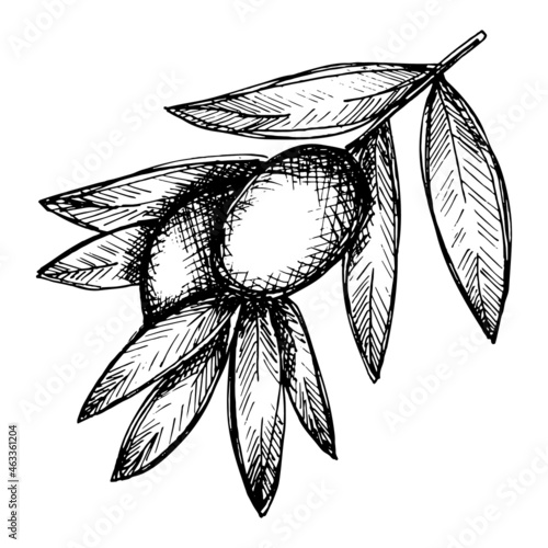 Vector sketch of olive branch. Hand drawn eco food illustration isolated on white background. For print, web, design, decor.