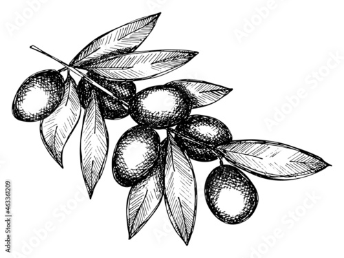 Vector sketch of olive branch. Hand drawn eco food illustration isolated on white background. For print, web, design, decor.