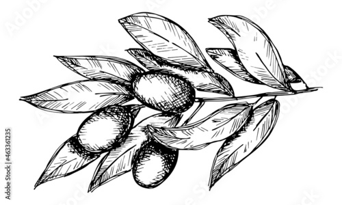 Vector sketch of olive branch. Hand drawn eco food illustration isolated on white background. For print, web, design, decor.