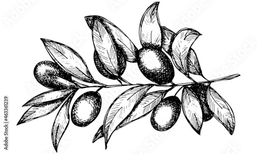 Vector sketch of olive branch. Hand drawn eco food illustration isolated on white background. For print, web, design, decor.