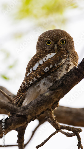 close up of a barred owlet © Jurgens