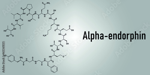 Alpha-endorphin endogenous opioid peptide molecule. Skeletal formula. photo