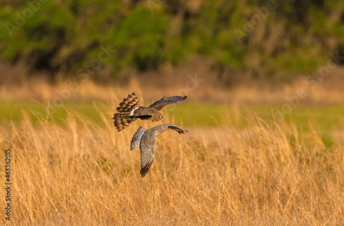 Mating pair of Northern Harriers - Circus hudsonius - flying together and hunting over a meadow in Florida