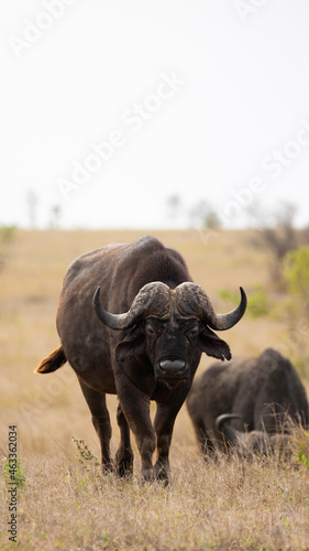 big African buffalo in the wild