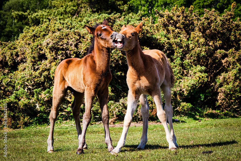 Horse Play Horse Play