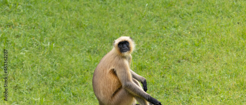 Photography Indian monkey