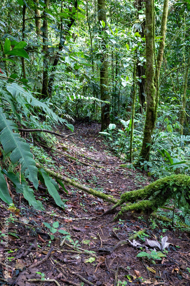 Trail Hiking Trail in the Jungle of Costa Rica Trail Hiking Trail in the Jungle of Costa Rica