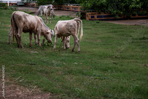 White cows on a field on a nite day in summer. © num