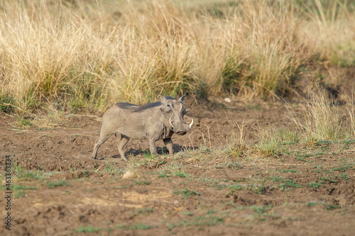 Warthog walking in the bushveld © Tyrone