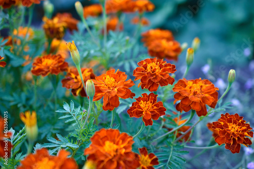 Red and yellow flowers marigolds lat. tagetes is a genus of annual and perennial plants of the asteraceae family © Lushchikov Valeriy